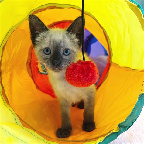 Fostering <b>kittens</b> for Kauai Humane Society. . Kitten lady facebook